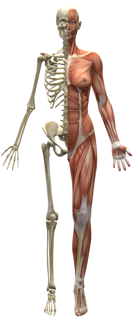 Half Skeleton Half Muscles